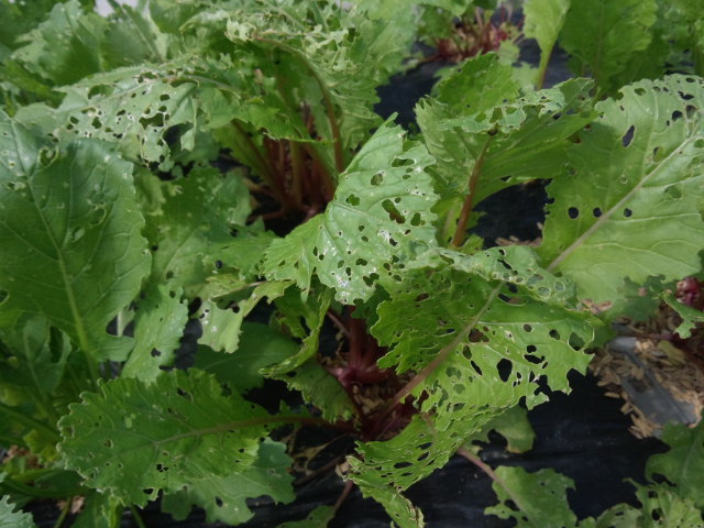 05葉物野菜ダイコンサルハムシにやられる