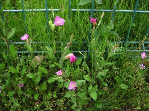 道端でピンク色の花が目立つアカバナユウゲショウの花 明治時代に鑑賞用として移入されたものが野生化した帰化植物です しろうと自然科学者の自然観察日記 楽天ブログ