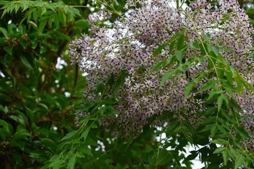 センダン クロガネモチの花 Himekyonの部屋 楽天ブログ