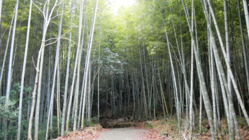 008竹林の道 (2).JPG