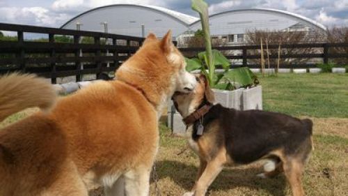 ドッグランで遊ぶワンちゃん