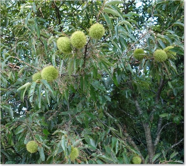 33道端の栗の木Ｒ