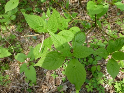 P1060536_R.JPG