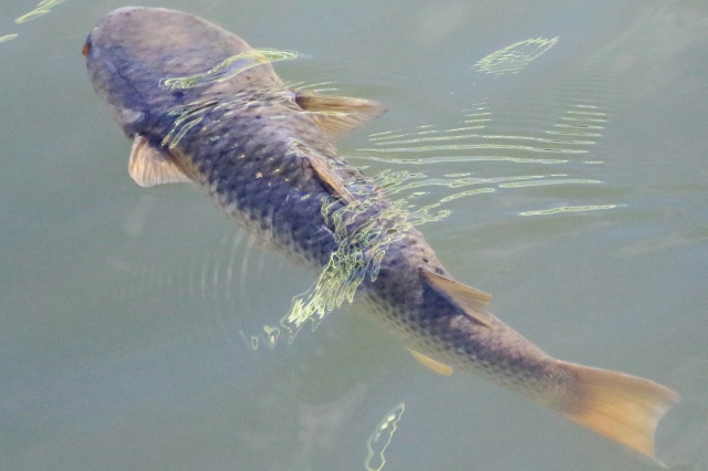 P95A2190 (640x426).jpg