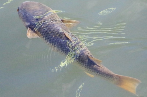 P95A2190 (640x426).jpg