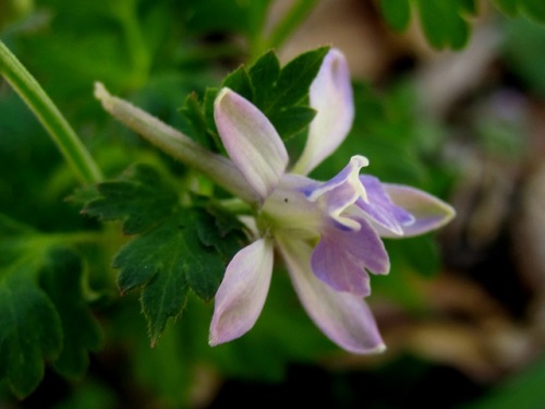 帰化植物のセリバヒエンソウの花 花の後に3つに分かれた袋状の実ができ 熟すと黒い種子を弾き飛ばして広がっていきます 昭和記念公園での自然観察 その5 しろうと自然科学者の自然観察日記 楽天ブログ