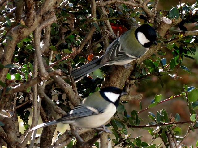 シジュウカラ2.JPG
