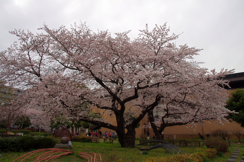 2016Sakura11.jpg