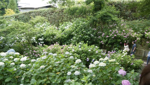 矢田寺　紫陽花展望台.jpg