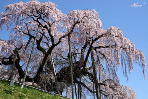 0428滝桜１０.jpg