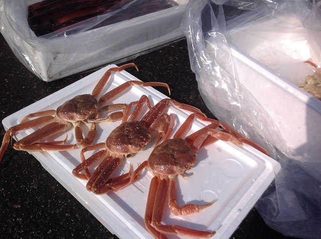 s-ズワイガニ.jpg