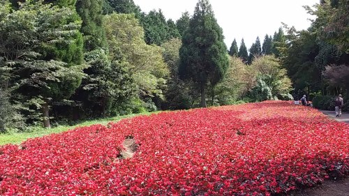 九重花公園 (13).JPG