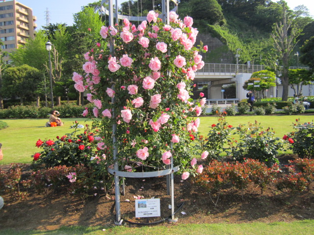 スパニッシュビューティ