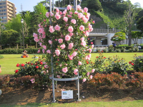 スパニッシュビューティ