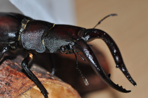 DSC_0039.JPG