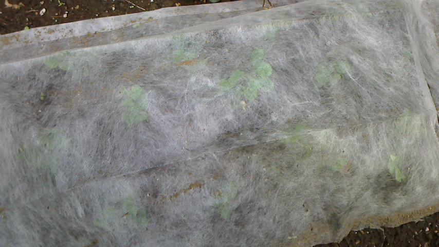 NEC_0260.JPG