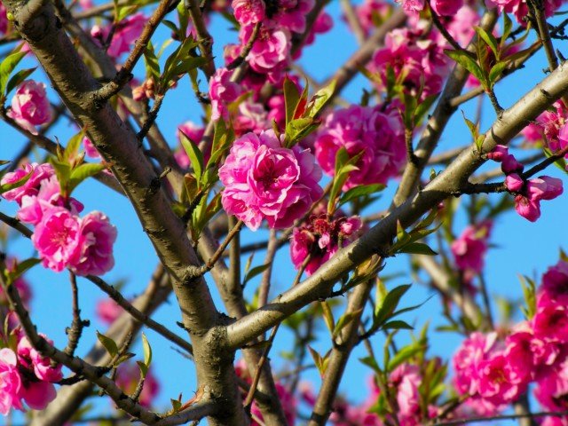 桃の花　futta1305m.jpg