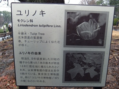 ゆりの木＠東京国立博物館２20120207.JPG