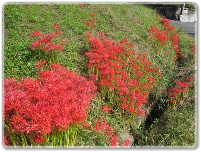 0913彼岸花_0913.jpg