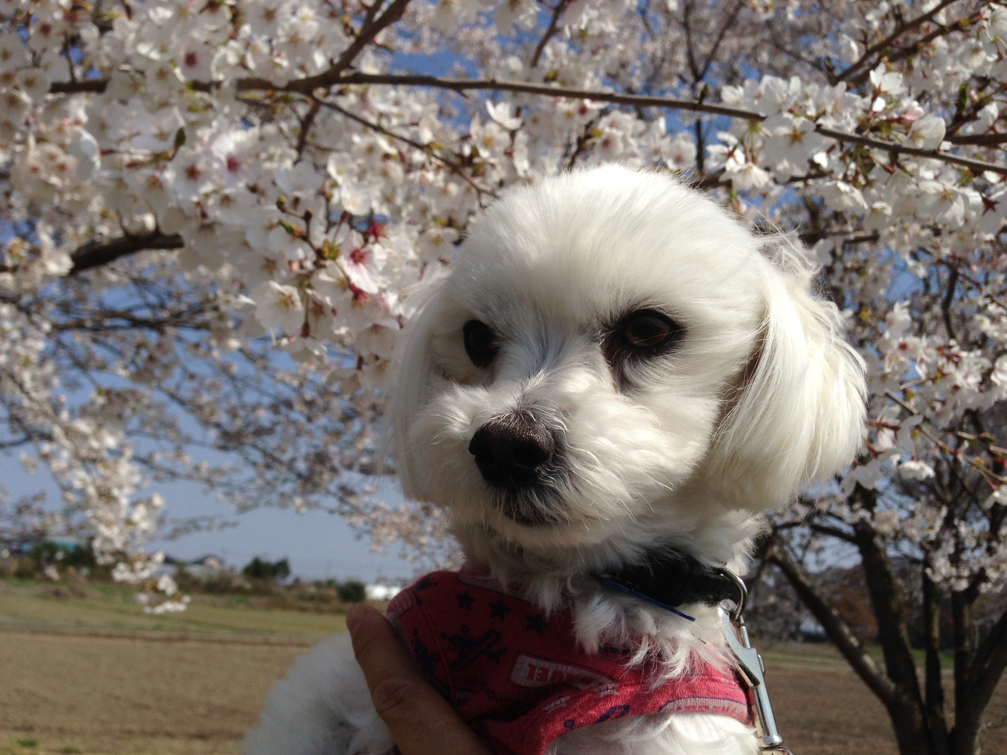 201404081613_4431_iphone.jpg