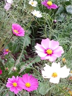 ピンクと白のコスモス20130001.jpg