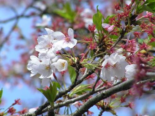 川沿いの桜 005.JPG