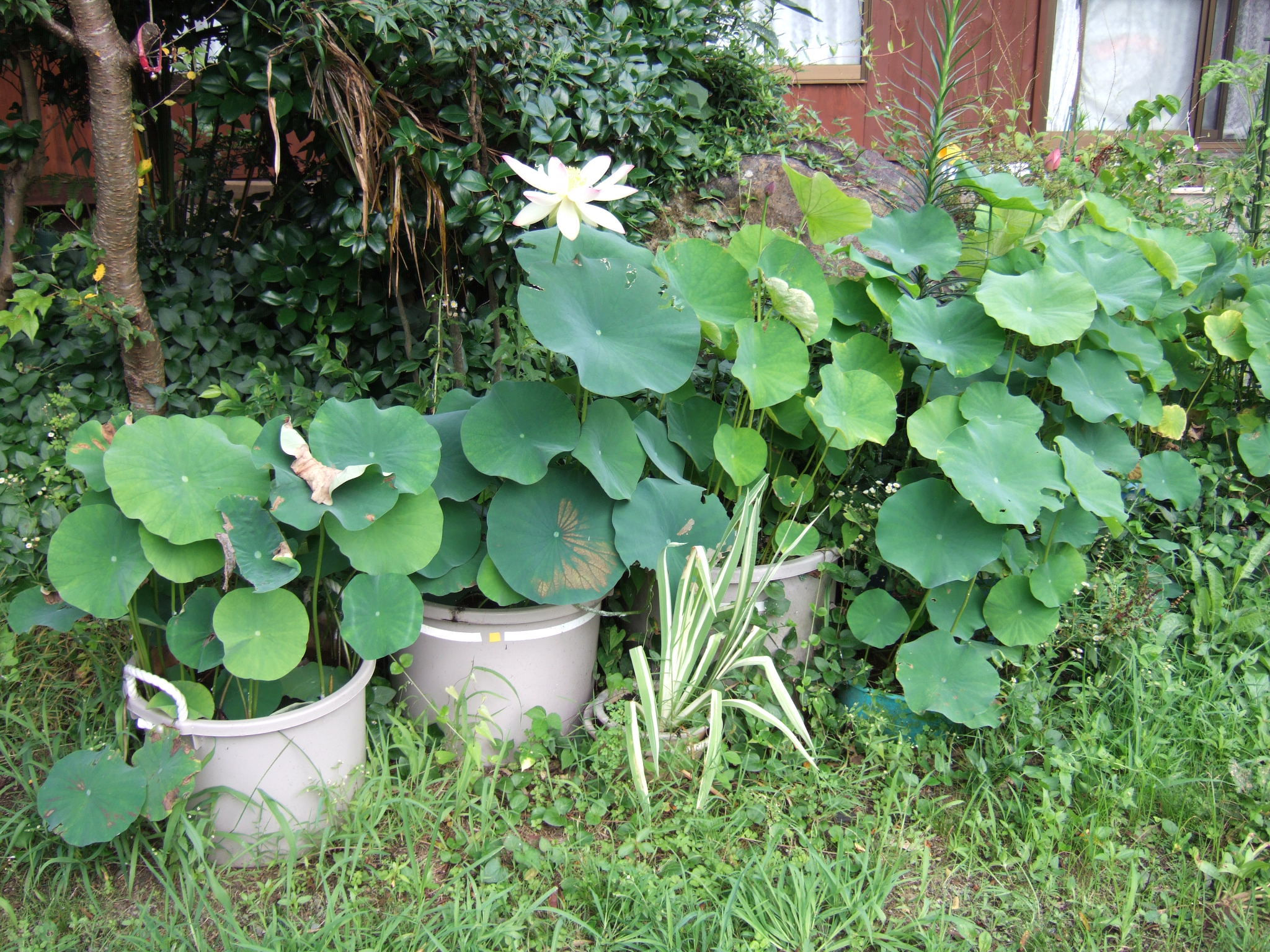 2013_0731lotus0008.JPG