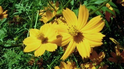 黄花コスモス.JPG