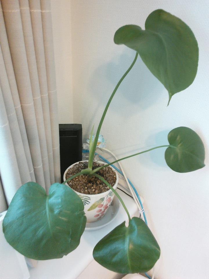 20130404_002.jpg