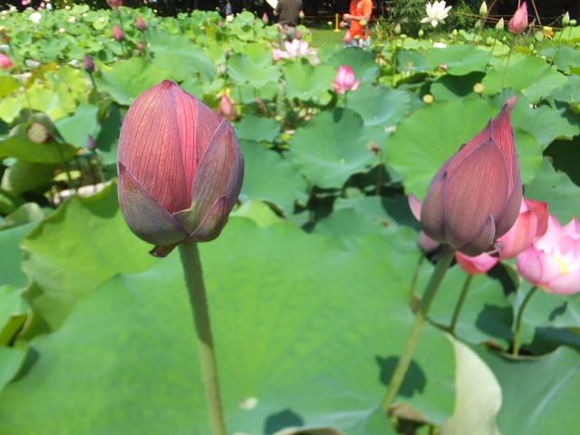 DSCF2763.JPG
