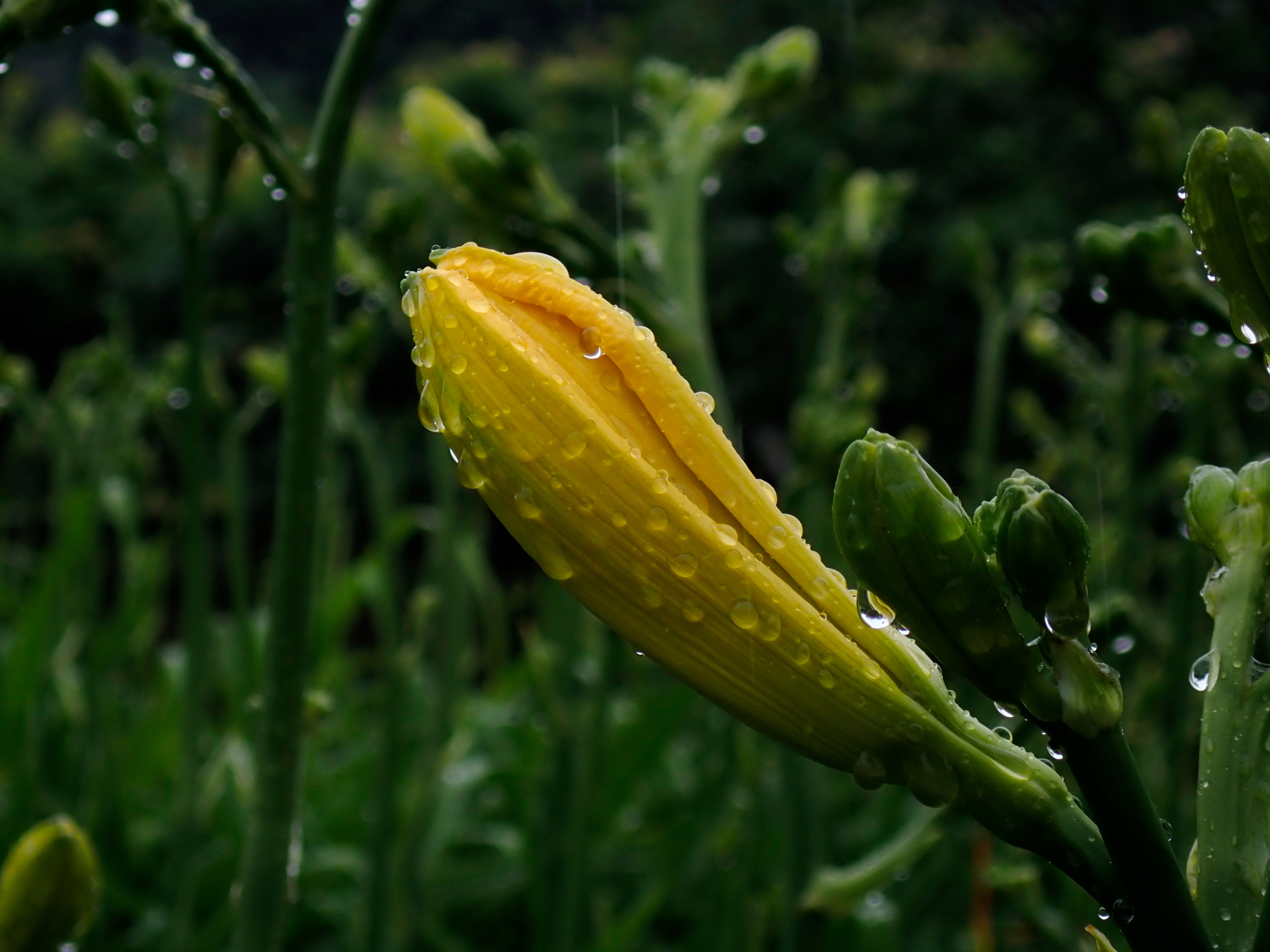 _6100188.JPG