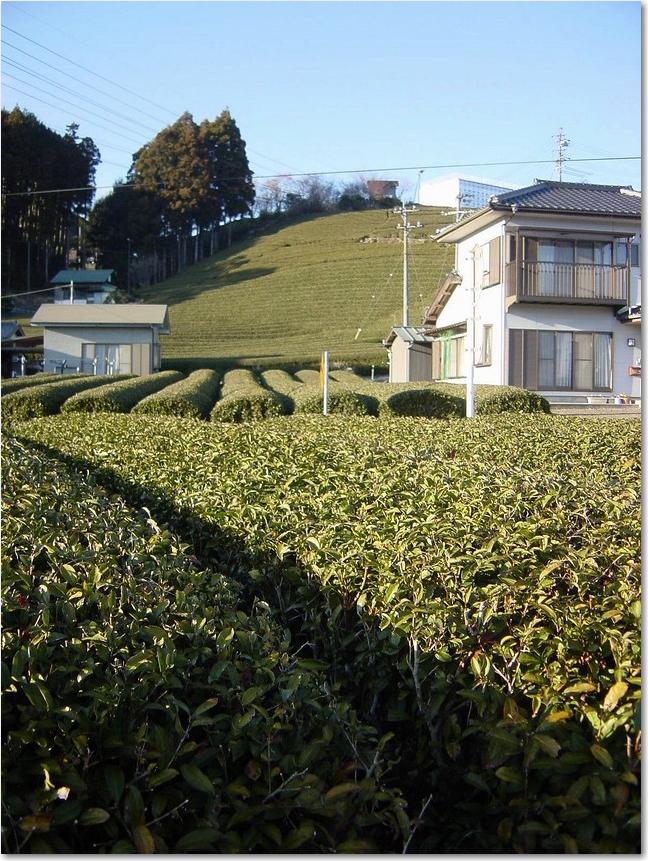 12前中背景すべて茶畑.jpg