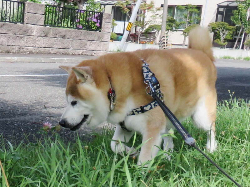 5甘そうなにおい.jpg