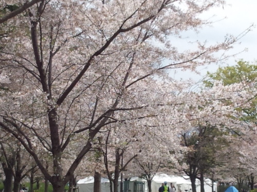 桜の写真２
