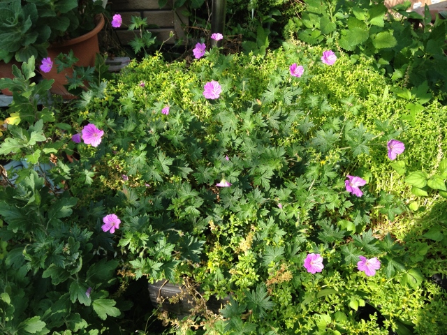 IMG_9278 (640x480).jpg