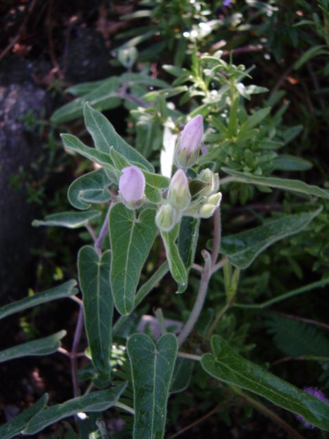 DSC09375.JPG