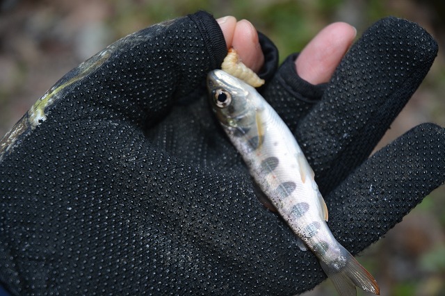 showPhoto (640×426)