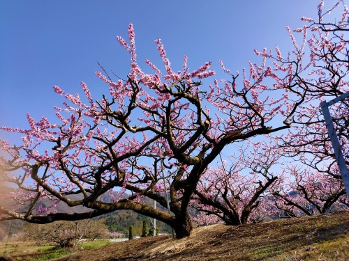 桃の花