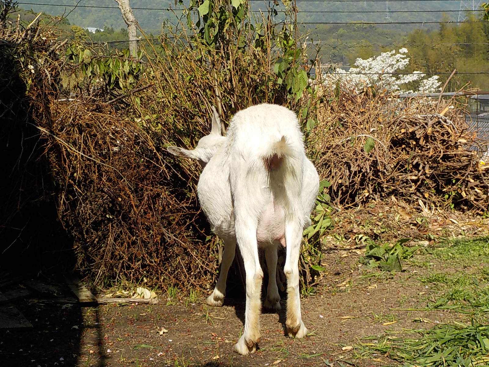 DSCN1487.JPG