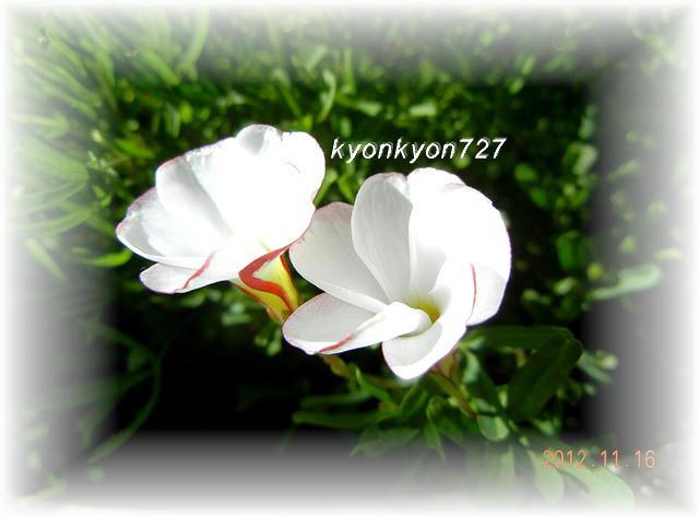 DSCN9774.jpg