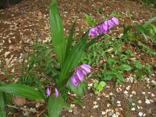 自生のランですが園芸植物として栽培されているシランの花 自然観察の振返り 1 ラン科の植物 第12回 しろうと自然科学者の自然観察日記 楽天ブログ