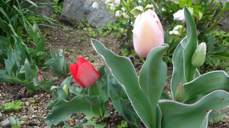 DSC08433.JPG