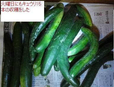110きゅうり.JPG