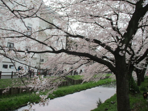 新河岸川と桜