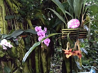 咲くやこの花館　熱帯欄.jpg