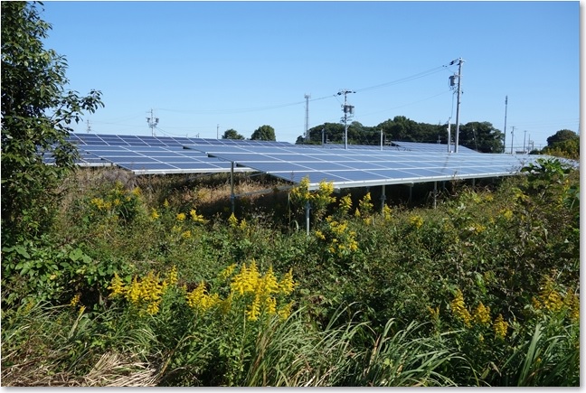 15左ソーラーパネルとアワダチソウ