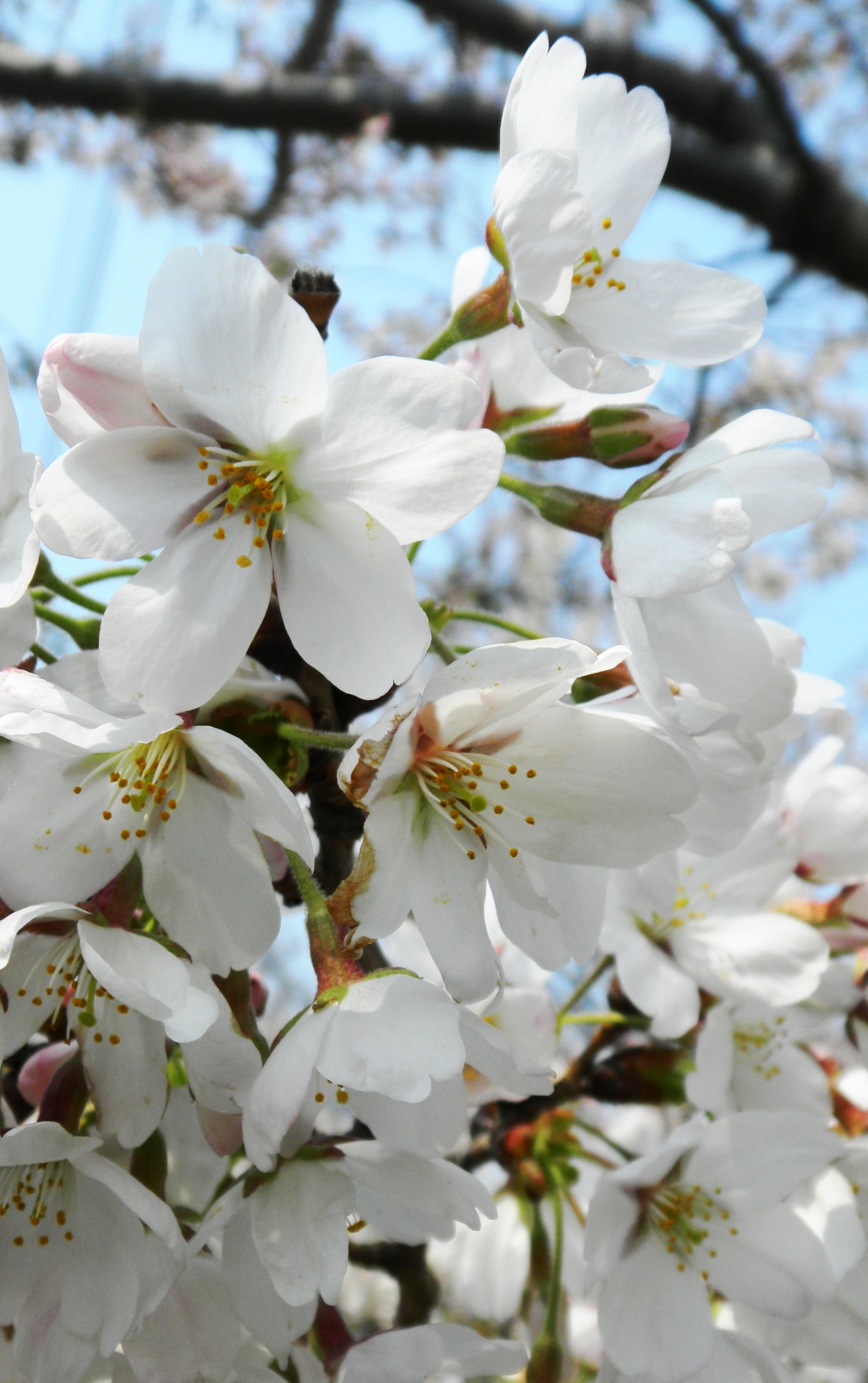 深北緑地の桜 (3).JPG