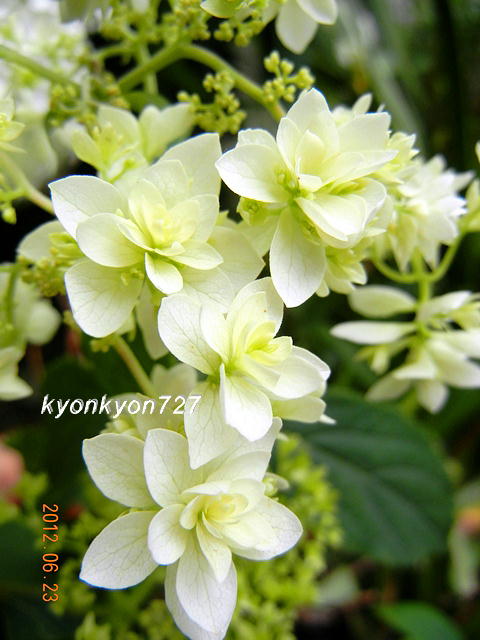 スターバースト2