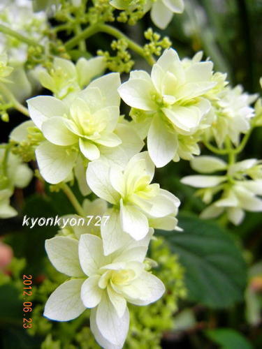 スターバースト2