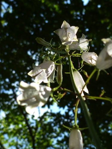 白花ツリガネニンジン201308272.jpg